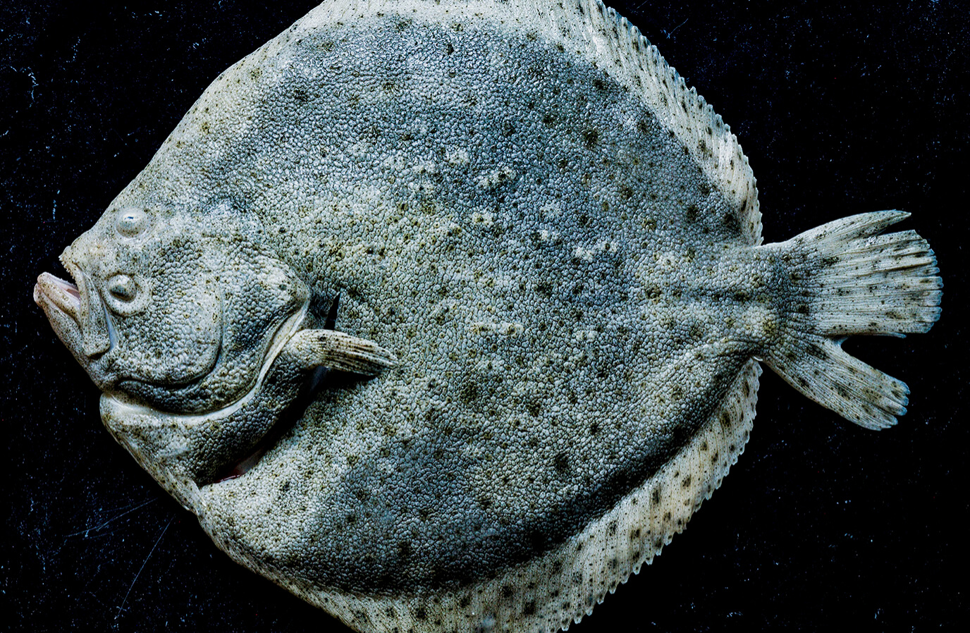 Fjelberg - Piggvar - bestillingsskjema