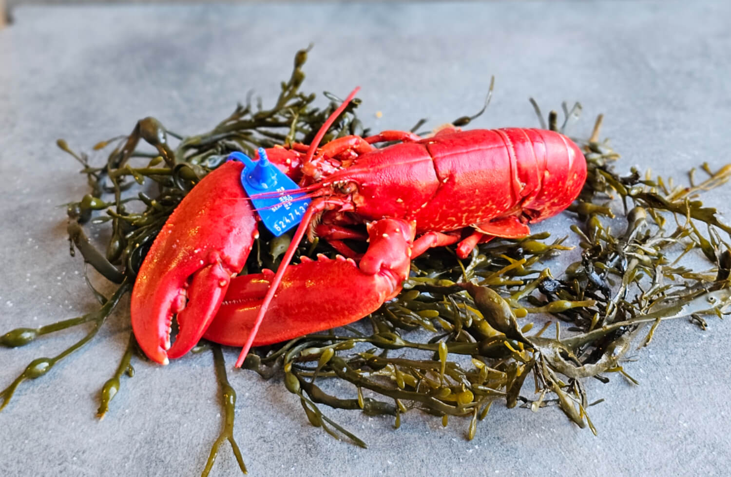 Fiskeriet - Norsk hummer