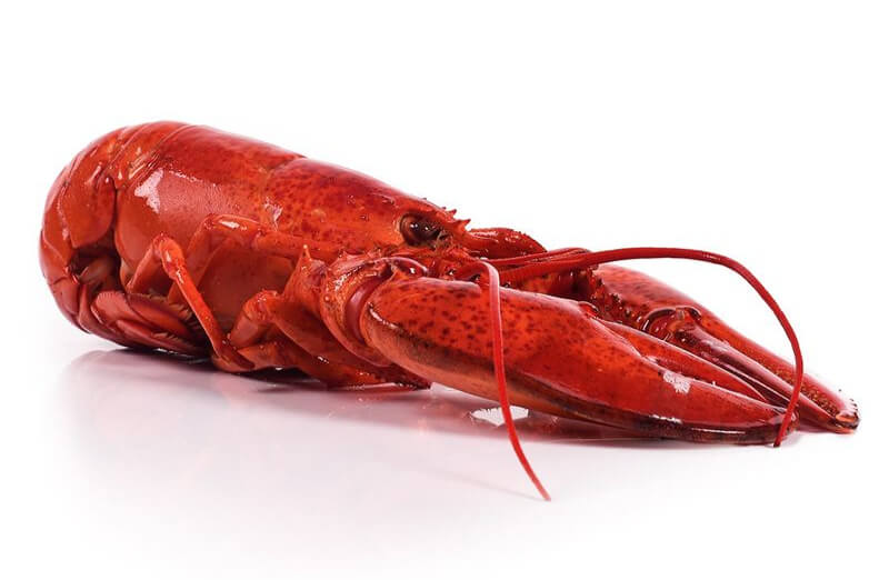 Brødrene Berggren - Hummer, Kanadisk