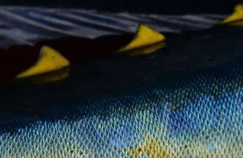 Brødrene Berggren - Tunfisk yellowfin i olivenolje