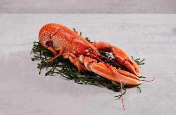 Brødrene Berggren - Hummer