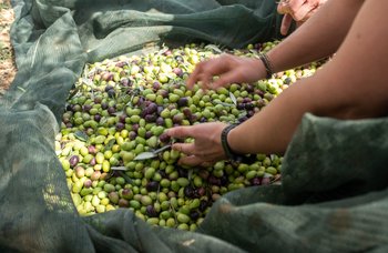 Maschmanns - Maschmanns olivenolje