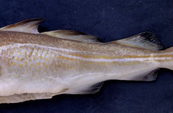 Fjelberg - Torskeloin på bestilling