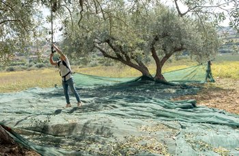 Maschmanns - Maschmanns olivenolje